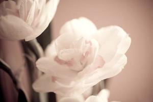 Nahansicht von Frühling Gelb Narzisse Blume auf Licht Hintergrund foto