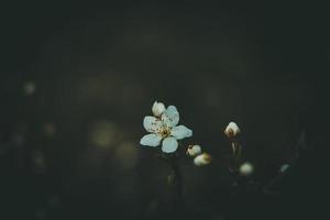 Frühling Apfel Baum mit Weiß zart klein Blumen im das warm Sonne foto