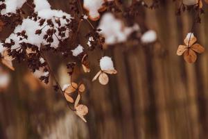 ein verwelkt zart Blume im das Garten auf ein kalt eisig Tag während fallen Weiß Schnee foto