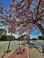 pring Straße mit Blühen Bäume im Alicante, Spanien foto