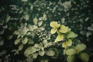 Grün Sommer- Busch mit Regentropfen auf das Blätter im Nahansicht foto