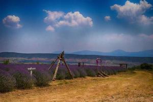 duftend Lavendel wachsend auf das Türkisch Feld im das heiß Sommer- Juli Sonne foto