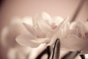 Nahansicht von Frühling Gelb Narzisse Blume auf Licht Hintergrund foto