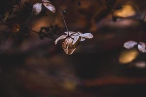 zart Vergessene braun Blumen im ein dunkel Herbst Garten foto