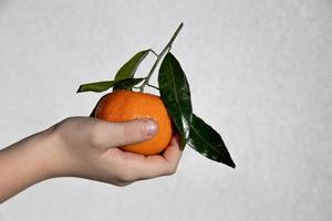 Orange Mandarinemit Grün Blätter auf das Palme von das Junge auf ein Licht Hintergrund foto