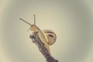 wenig Beige Schnecke mit ein Schale Klettern auf ein Stock auf ein Licht Sahne Hintergrund foto