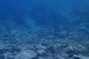 unter Wasser Fotos von Tauchen im das atlantisch Ozean Nächster zu das Kanarienvogel Inseln