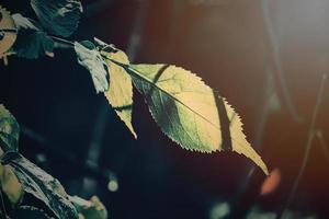 Herbst golden Blätter auf das Baum zündete durch warm Sanft Nachmittag Licht foto