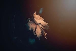 Herbst golden Blätter auf das Baum zündete durch warm Sanft Nachmittag Licht foto