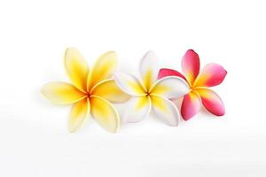 tropisch schön Blumen, Frangipani Plumeria Blume isoliert auf Weiß Hintergrund. ai generiert foto