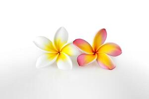 tropisch schön Blumen, Frangipani Plumeria Blume isoliert auf Weiß Hintergrund. ai generiert foto