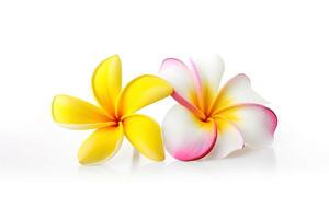 tropisch schön Blumen, Frangipani Plumeria Blume isoliert auf Weiß Hintergrund. ai generiert foto