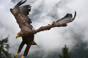 fliegend braun amerikanisch Adler foto