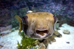 schwarz und Weiß Fugu Fisch foto