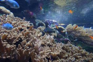 Koralle Riff, Fisch - - Salzwasser Aquarium foto