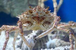 Krabbe mit öffnen Mund Essen Fisch, unter Wasser foto
