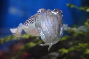 grau Fugu Fisch - - Vorderseite Aussicht foto