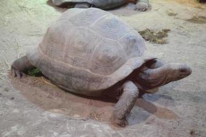 Schildkröte Gehen - - Seite Aussicht foto