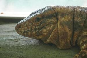 Leguan Eidechse - - Nahansicht fotografieren foto