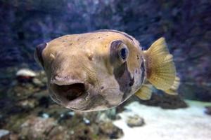 schwarz und Weiß Fugu Fisch foto