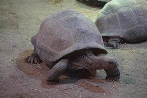 Schildkröte Gehen - - Seite Aussicht foto