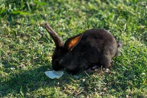 flauschige Kaninchen, die auf dem Rasen grasen foto