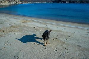 Porträt eines schwarzen Hundes am Ufer eines Sandstrandes foto