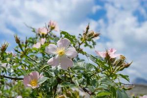 rosa Rosenblüten auf einem grünen Busch. foto