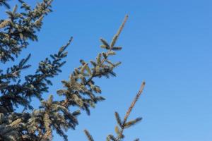 natürlicher Hintergrund mit Zweigen der Fichte gegen den blauen Himmel