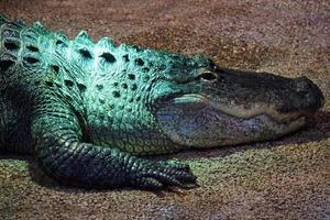 Alligator, Krokodil - - Nahansicht auf Kopf foto