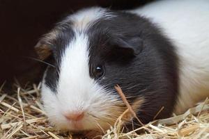 schwarz und Weiß Guinea Schwein - - Haustier Tier foto