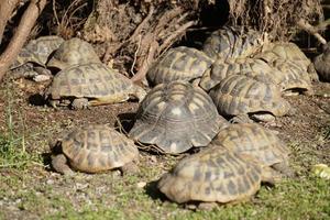 mehrere Schildkröten auf Gras foto