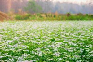 weißer Blumengarten mit weißem Blumenhintergrund foto