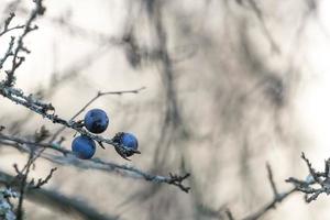 An einem blattfreien Ast hängen drei reife Schlehenbeeren foto