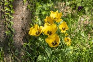 blühende gelbe Tulpen wachsen in einer Gruppe auf einem Baumstamm foto