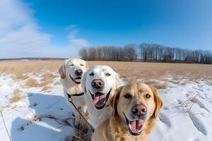 süß Beagle suchen beim das Kamera während nehmen ein Selfie mit Ein weiterer Beagle und ein Mops. neural Netzwerk ai generiert foto