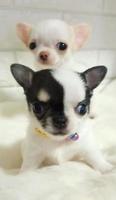 Porträt komisch Tiere von ein Chihuahua komisch Hund Welpe, Chihuahua sind attraktiv und charmant, Chihuahua ist ein komisch Hund oder Welpe, mexikanisch Hunde sind komisch Hund oder Welpe, Haustier komisch Tiere foto