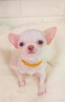 Porträt komisch Tiere von ein Chihuahua komisch Hund Welpe, Chihuahua sind attraktiv und charmant, Chihuahua ist ein komisch Hund oder Welpe, mexikanisch Hunde sind komisch Hund oder Welpe, Haustier komisch Tiere foto