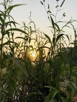 Sonnenuntergang Aussicht von Gras Land foto