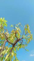 Grün Blätter von ein Mango Baum foto