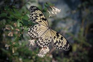 ein großer gelber Schmetterling sitzt auf einem Busch foto