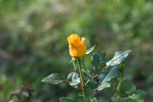 Knospe gelbe Rosen, die im Garten blühen foto