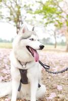 glücklich sibirisch heiser Hund Gesicht schließen oben auf das Feld und Rosa Tecoma , Rosa Trompete Baum , thailändisch Kirsche blühen Sakura Straße im Frühling mit Blau Himmel foto