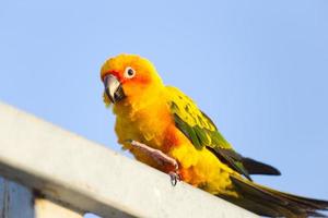 schön schön Orange Gelb Grün Papagei Sonne conure auf Schlafplatz Ast mit Blau klar Himmel Hintergrund foto