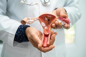 Gebärmutter, Arzt halten Anatomie Modell- zum Studie Diagnose und Behandlung im Krankenhaus. foto