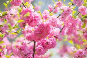 Makrofoto der Natur rosa sakura Blumen. foto