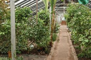 Gewächshaus mit ein groß Vielfalt von Grün Pflanzen. das Konzept von Pflanzen Pflanzen im Frühling. foto