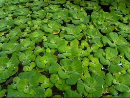 Wasser Pflanze apu-apu oder pistia Stratioten im ein Fisch Teich. foto