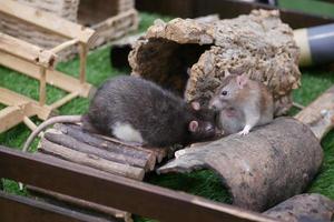 Fütterung Maus Brot krumm Innen- foto