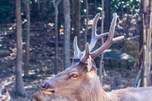 Geweih von Maultier Hirsch Dollar foto